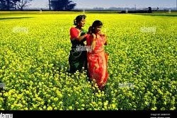 Graceful Bauty in the Fields of Bangladesh