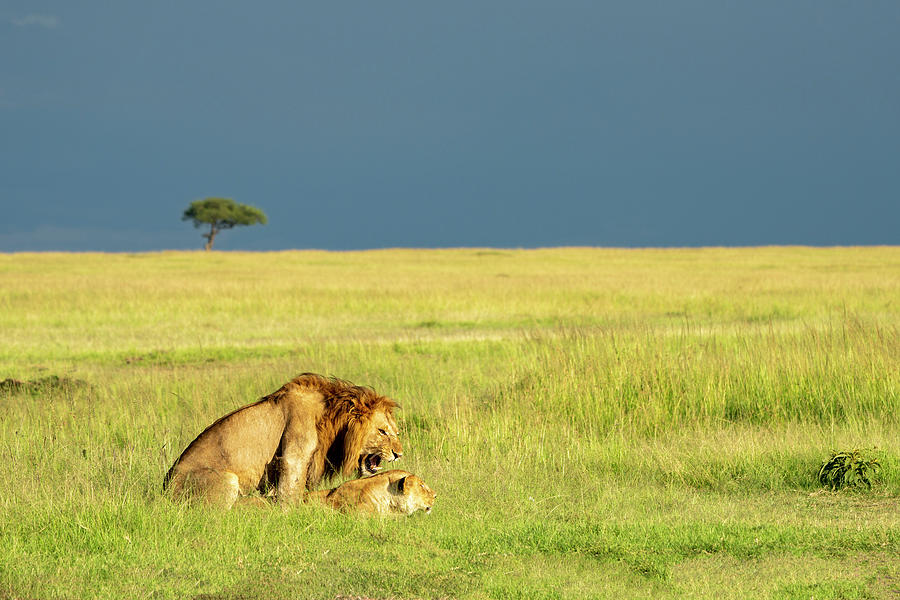 A lion in the savannah